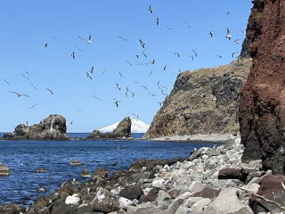 2025年4月18～22日(金～火)　天売島オロロン鳥保護活動